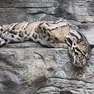 The Rainforest - Clouded Leopard