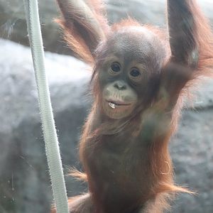The Rainforest - Bornean Orangutan