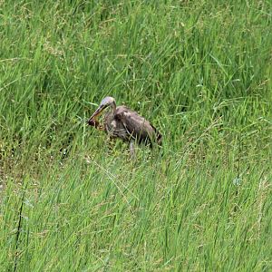 Purple heron with prey