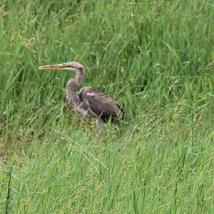 Purple heron