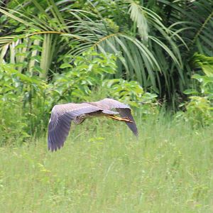 Purple heron