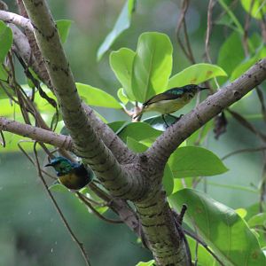 Collared sunbirds