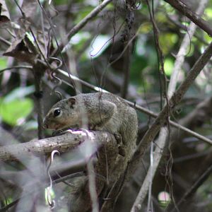 Gambian sun-squirrel