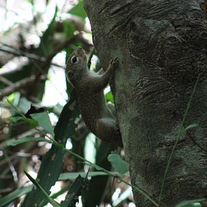 Gambian sun-squirrel