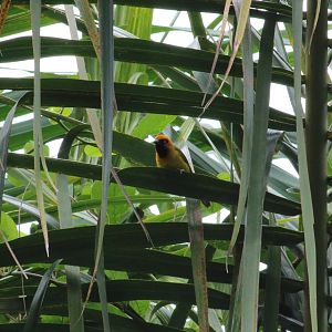 Black-necked weaver