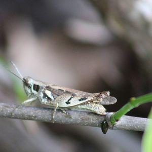 Grasshopper species