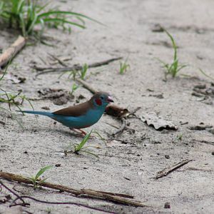 Red-cheeked cordon-bleu - male