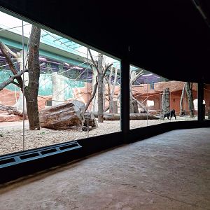 Gorilla pavilion indoor