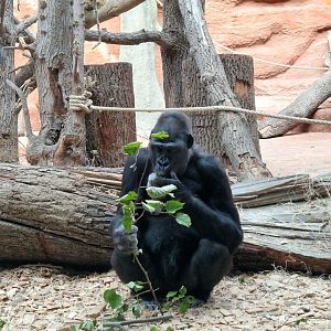 Western Lowland Gorilla