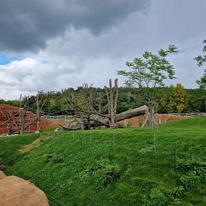 Gorilla pavilion outdoor