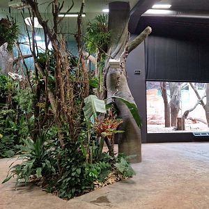 Gorilla pavilion indoor