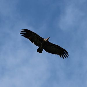 Hooded vulture