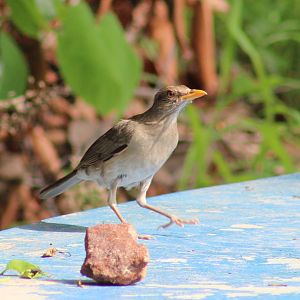 African thrush - Turdus pelios chiguancoides