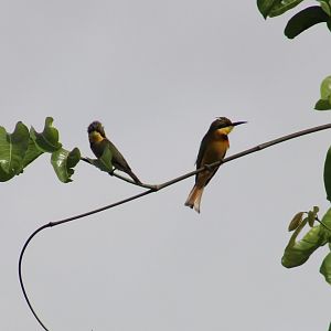 Little bee-eaters