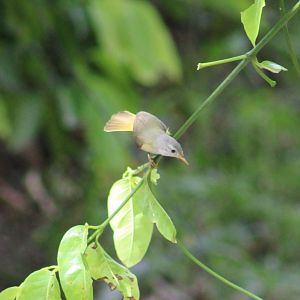 Green-backed eremomela