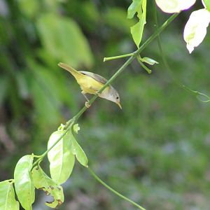 Green-backed eremomela