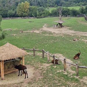 African Savannah, view from the bridge