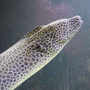 Laced moray eel - Gymnothorax favagineus