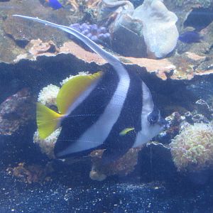Schooling Bannerfish at Omaha Zoo