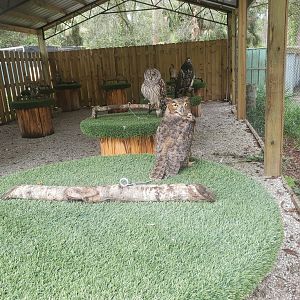 Treasure Coast Wildlife Center - Birds of prey