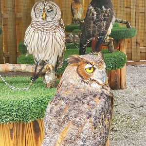 Treasure Coast Wildlife Center - Birds of prey close