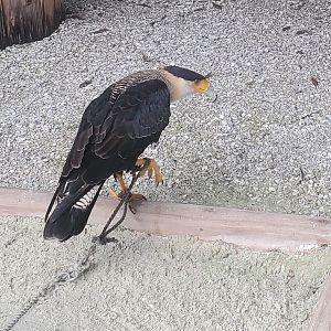 Treasure Coast Wildlife Center - Crested Caracara