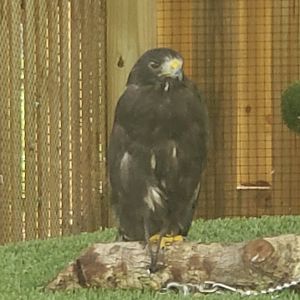 Treasure Coast Wildlife Center - Short-tailed Hawk