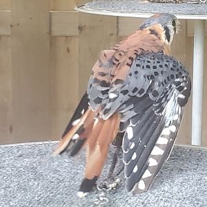 Treasure Coast Wildlife Center - American Kestrel