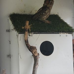 Treasure Coast Wildlife Center - Eastern Screech Owl