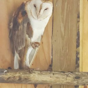 Treasure Coast Wildlife Center - Barn Owl