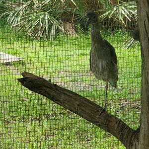 Treasure Coast Wildlife Center - Yellow-crowned Night Heron