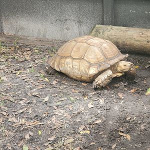 Treasure Coast Wildlife Center - Sulcata