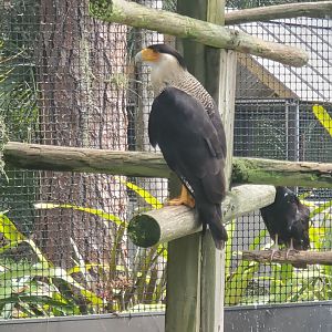 Treasure Coast Wildlife Center - Crested Caracara