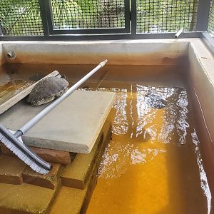 Treasure Coast Wildlife Center - Red-eared Sliders