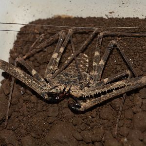 Johnson's tailless whip scorpion (Damon johnsonii)