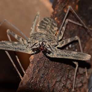 Western tailless whip scorpion (Damon medius)