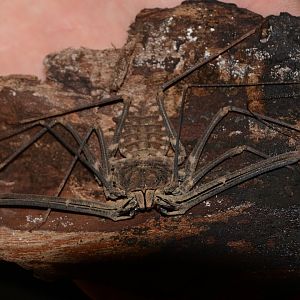 Bacillifer tailless whip scorpion (Euphrynichus bacillifer)