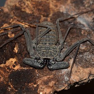 Central American tailless whip scorpion (Phrynus whitei)