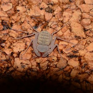 Cuban dwarf tailless whip scorpion (Charinus acosta)