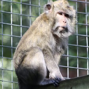 Crab Eating Macaque