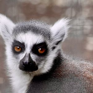 Ring tailed lemur