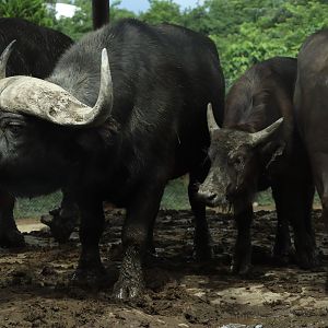 Cape Buffalo