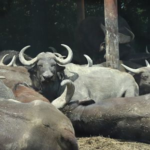 Cape Buffalo
