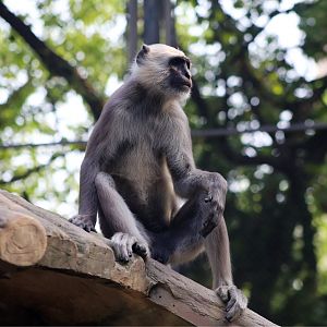 Gray Langur