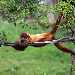 Guyanan Red Howler (Alouatta macconnelli)