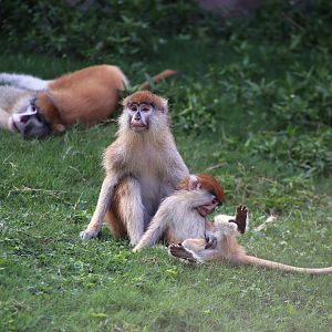 Patas Monkey Family