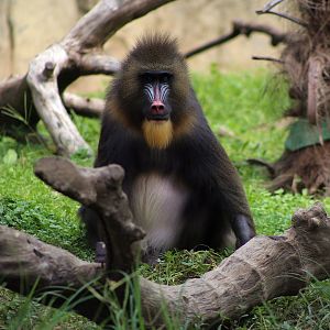 Mandrill