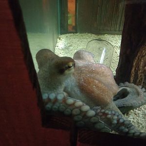 Octopus