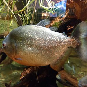 Piranha