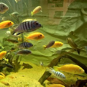 Lake Malawi Cichlids